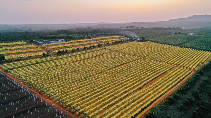 Dragon fruit planting boosts rural vitalization in China's Hainan