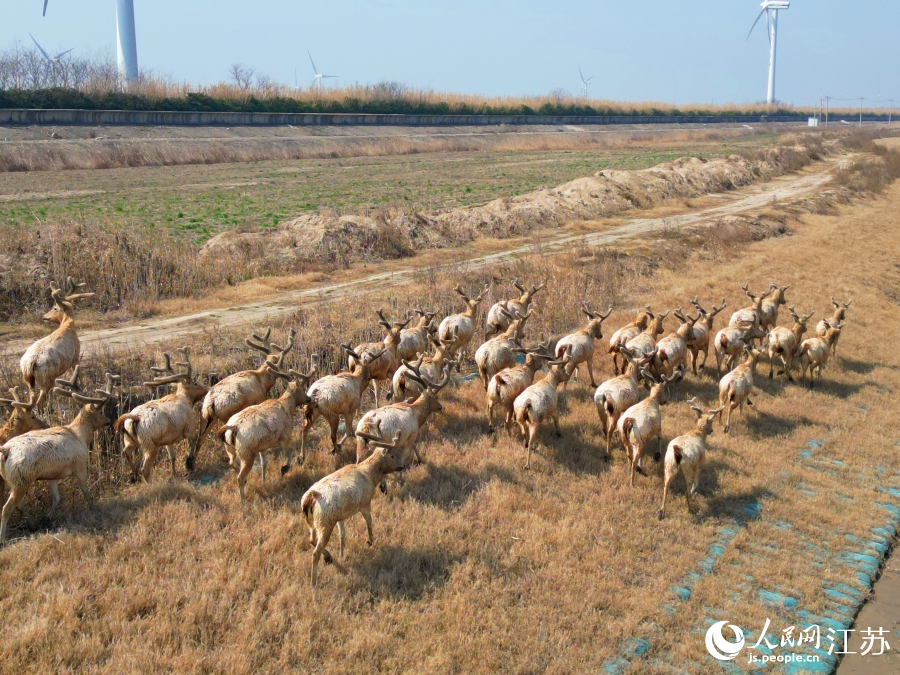 Wild milu deer appear at nature reserve in E China's Jiangsu