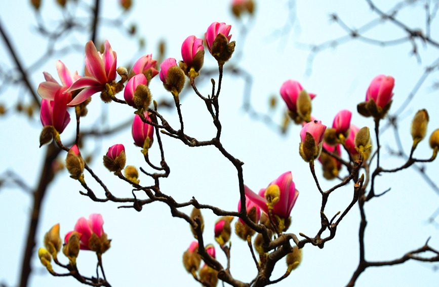 400-year-old saucer magnolia tree blossoms in Hanzhong, NW China’s Shaanxi