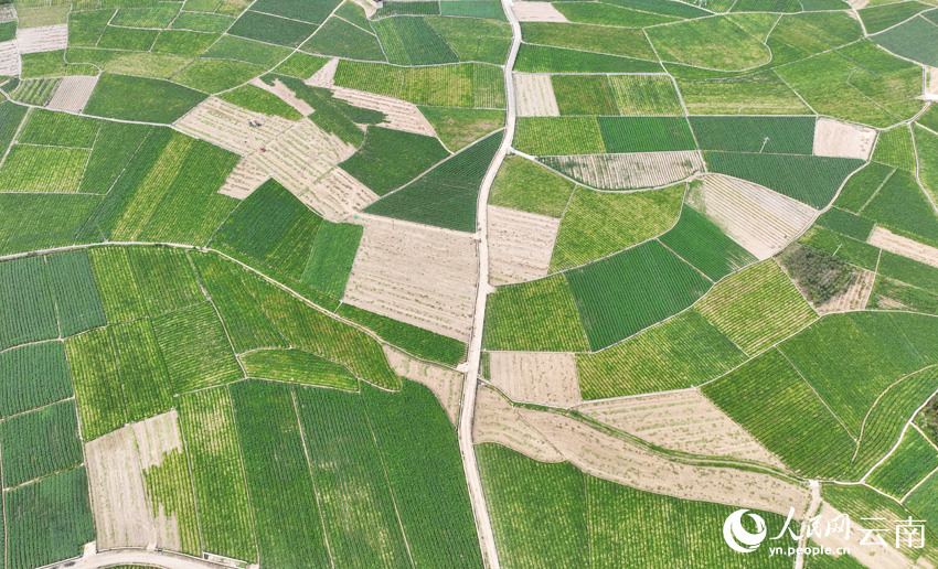 Winter potatoes enter harvest season in SW China’s Yunnan