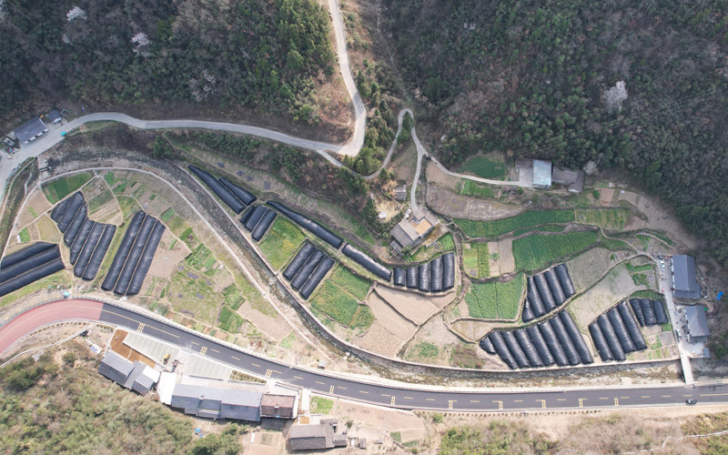 Township in C China’s Hubei drives rural revitalization through morel mushroom cultivation