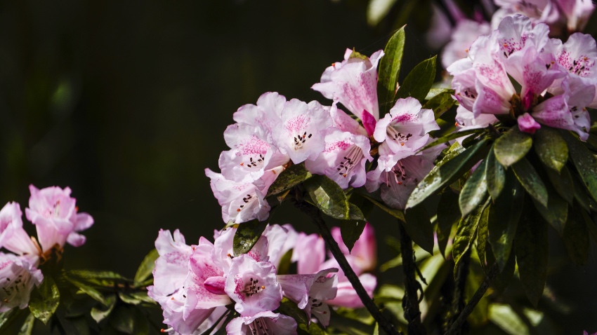Alpine azalea flower show opens in Giant Panda Valley in SW China’s Sichuan