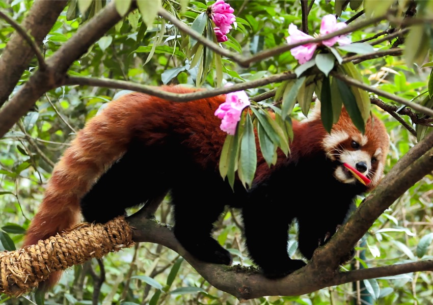 Alpine azalea flower show opens in Giant Panda Valley in SW China’s Sichuan