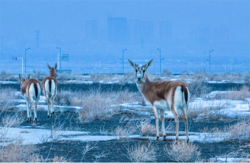 Flocks of wild black-tailed gazelle forage in Karamay, NW China's Xinjiang
