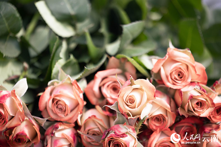 Digitalization spurs modernization of flower industry in SW China’s Yunnan