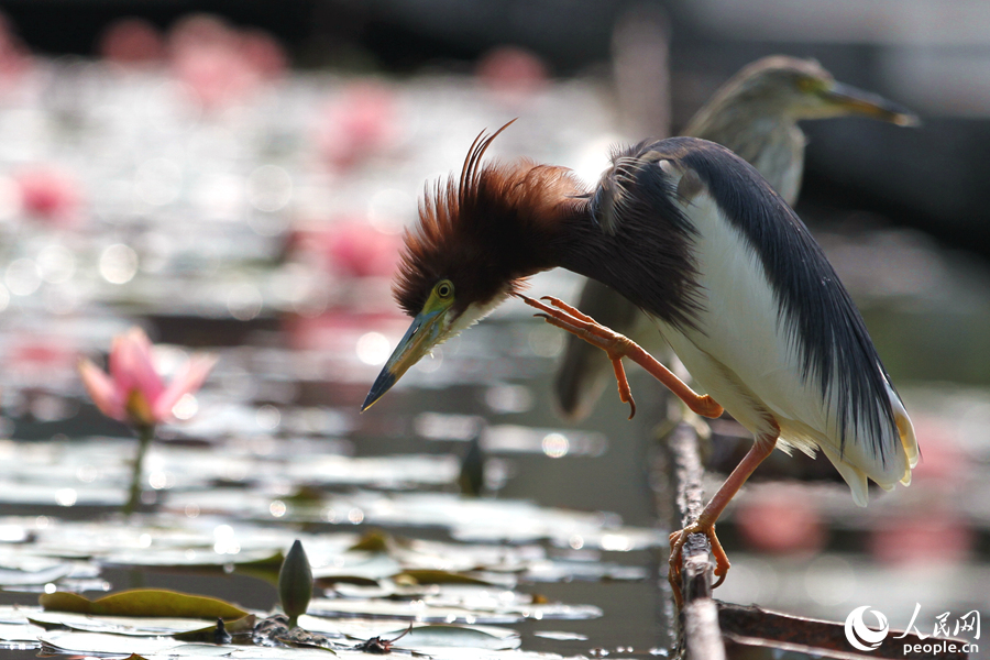 Water lily flowers bloom in Xiamen, SE China’s Fujian