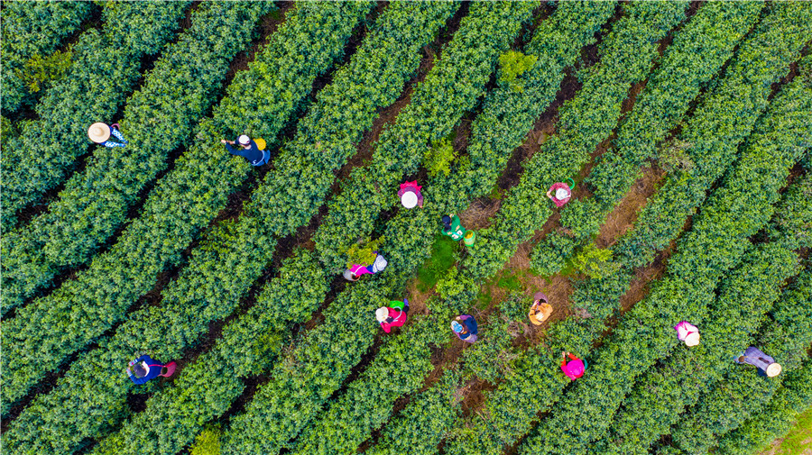 Town in E China’s Anhui boosts rural revitalization with tea industry