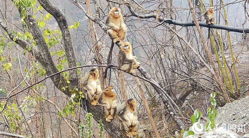Golden snub-nosed monkeys interact with police officers in SW China’s Sichuan