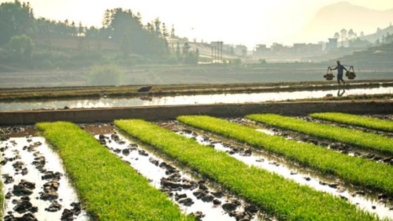 Spring ploughing in full swing across China