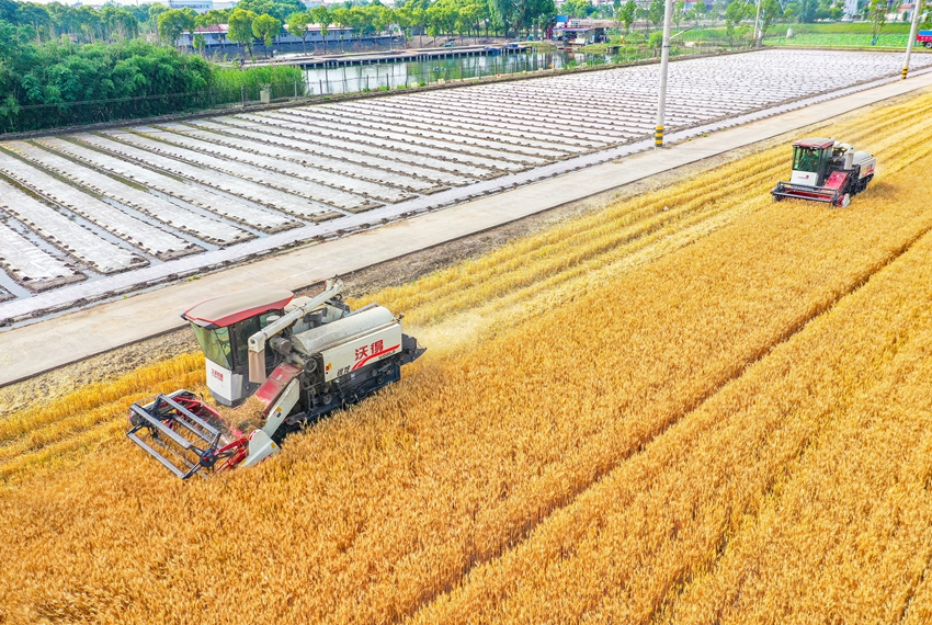 Harvesters reap wheat in Jingjiang, E China's Jiangsu Province