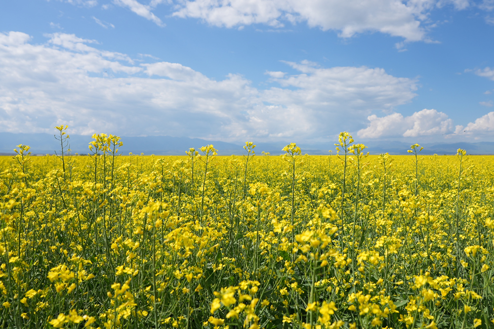 Beautiful scenery of rapeseed flowers in Zhaosu, NW China's Xinjiang