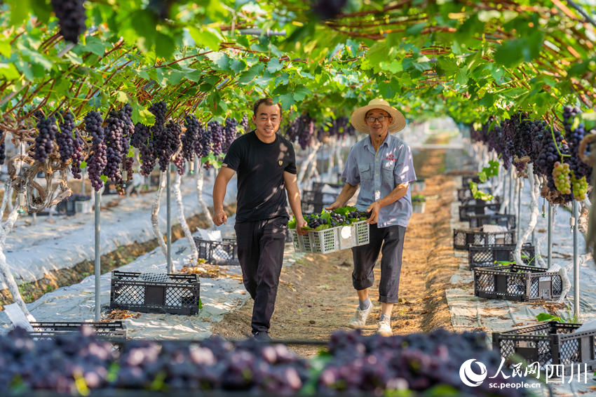Farmers harvest grapes in SW China's Sichuan