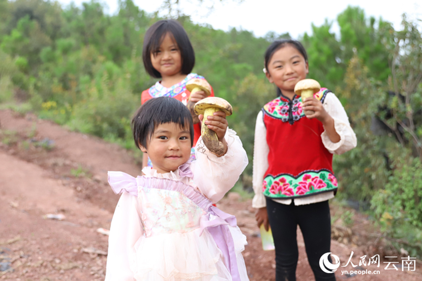 Villagers pick edible wild fungi in mountains in SW China's Yunnan