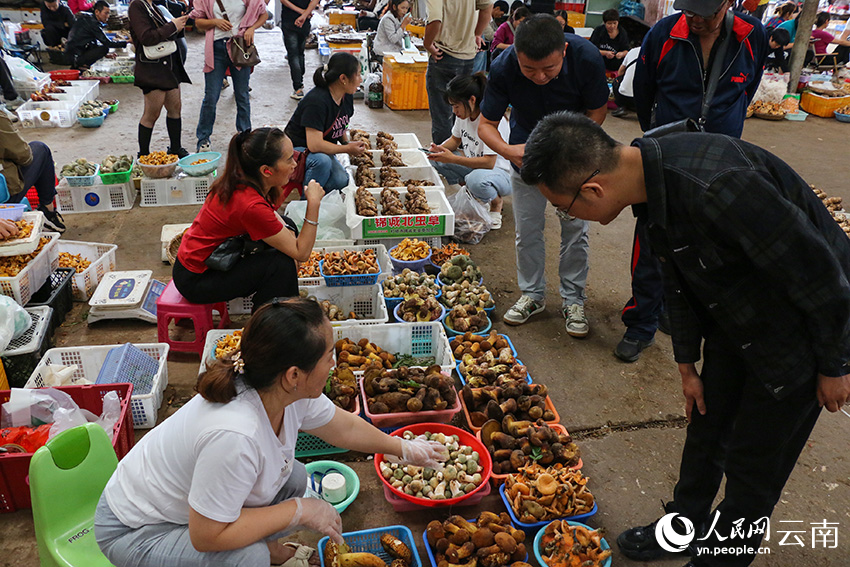 SW China's Yunnan enters peak season for trading wild mushroom