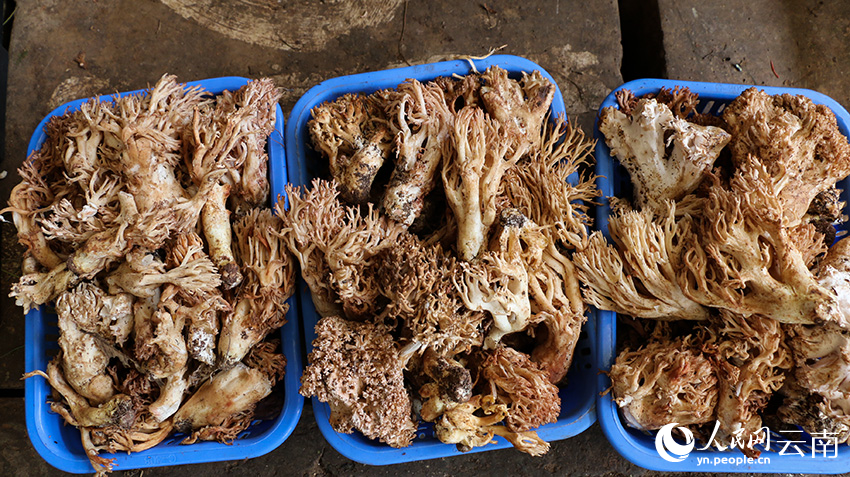SW China's Yunnan enters peak season for trading wild mushroom
