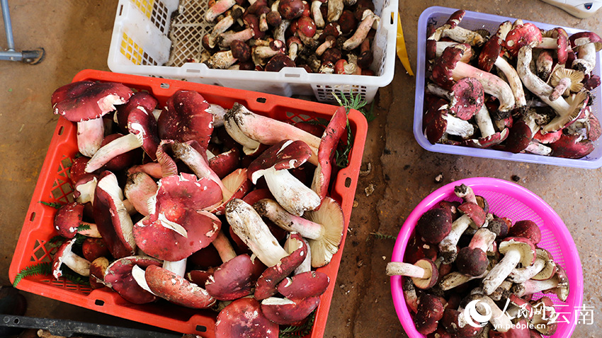 SW China's Yunnan enters peak season for trading wild mushroom