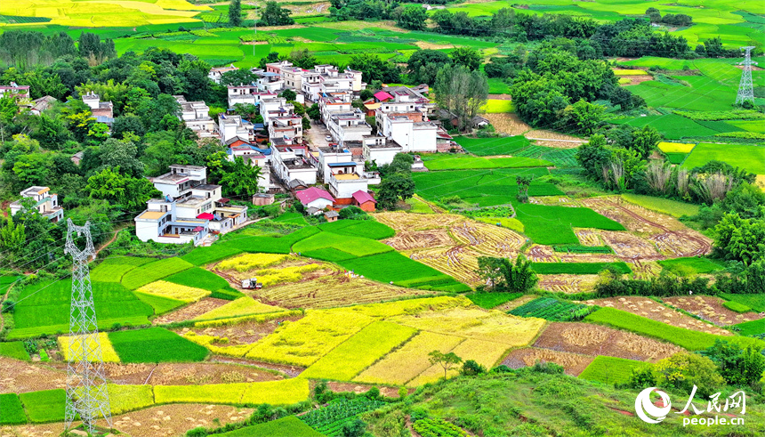 In pics: villagers harvest rice in E China's Jiangxi