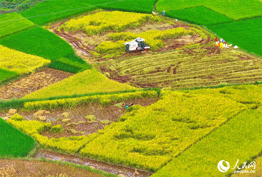 In pics: villagers harvest rice in E China's Jiangxi