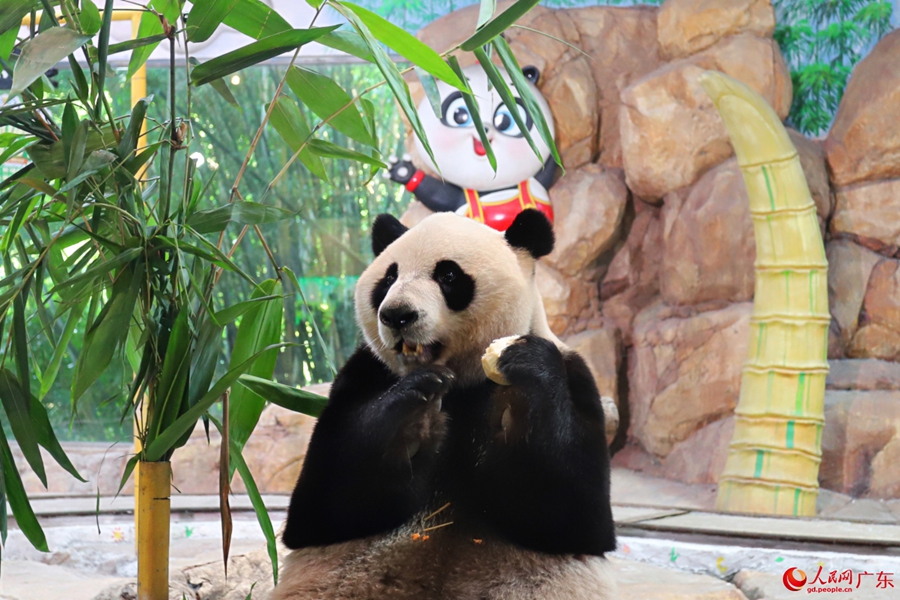 Giant panda enjoys delightful