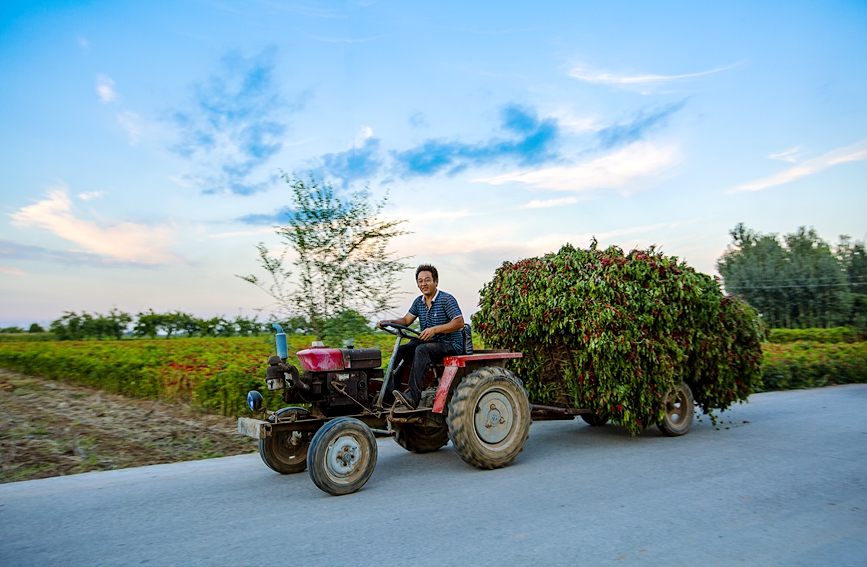 In pics: Autumn harvest in full swing in Neihuang county, China's Henan