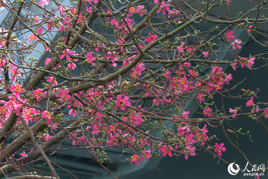 In pics: Floss silk trees blossom in Xiamen, SE China’s Fujian