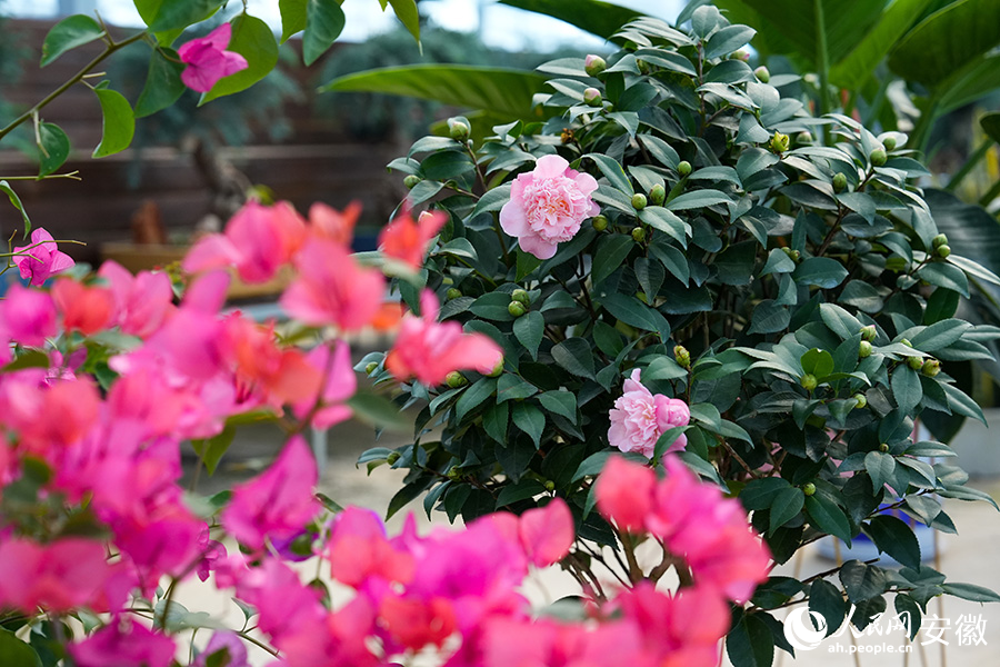 Flower industry thrives in county of China's Anhui