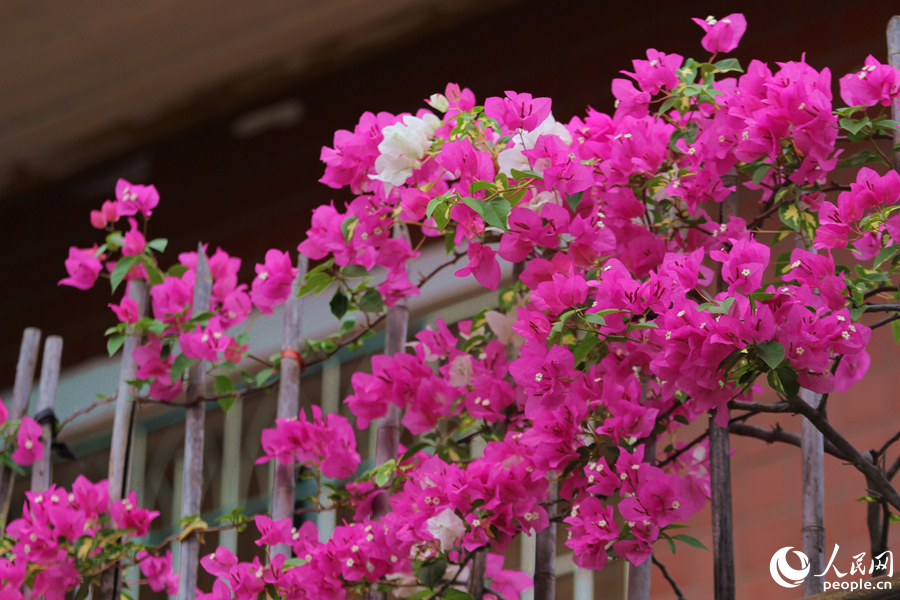 Colorful bougainvillea flowers in full bloom in Xiamen, SE China's Fujian