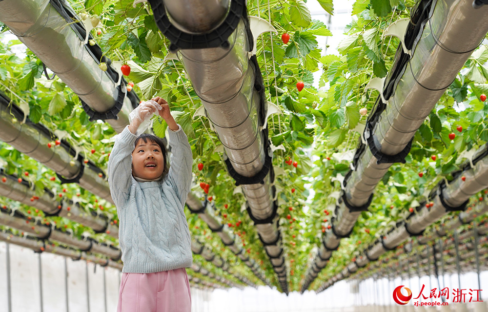 Children pick strawberries at hanging strawberry farm in E China's Zhejiang