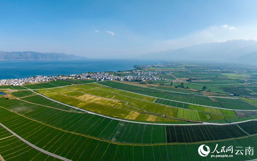 In pics: Wheat crops form beautiful view in spring in Dali, SW China's Yunnan