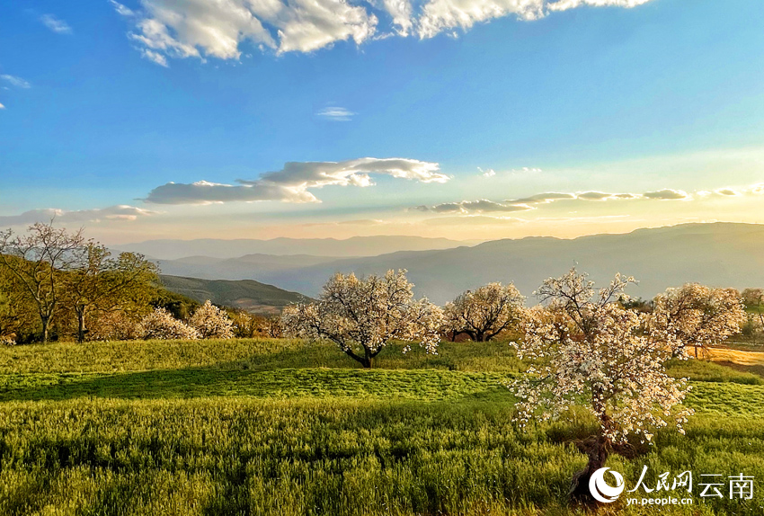 Pear blossoms paint springtime hues in SW China's Yunnan