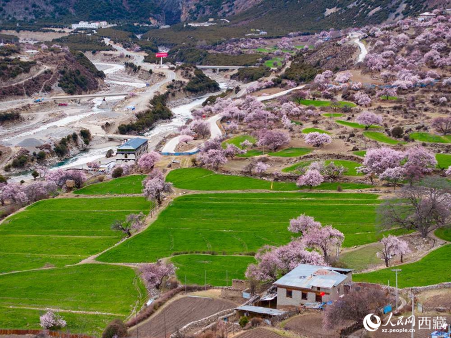 In pics: Blooming peach flowers in Lhari county, SW China's Xizang