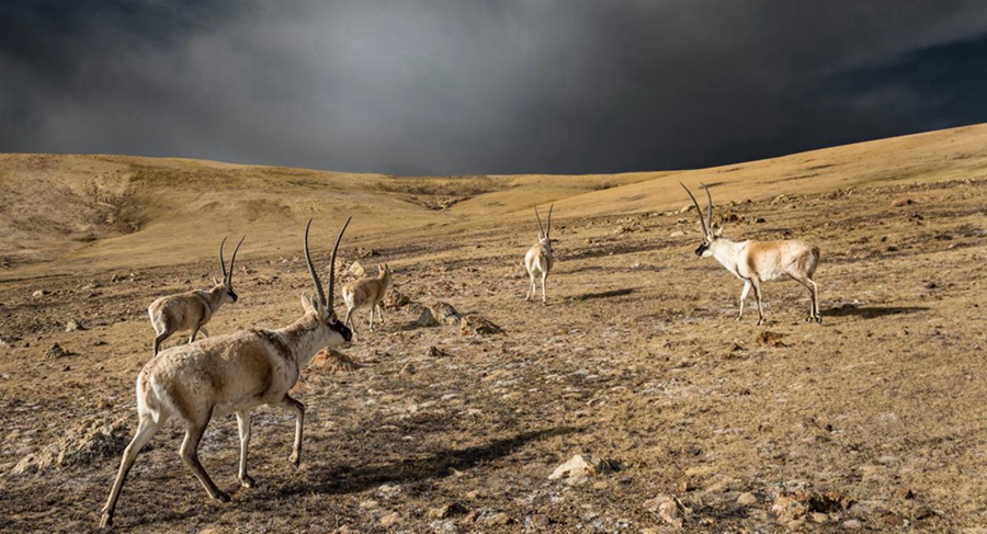 In pics: Breathtaking beauty showcases Xizang's ecological conservation results