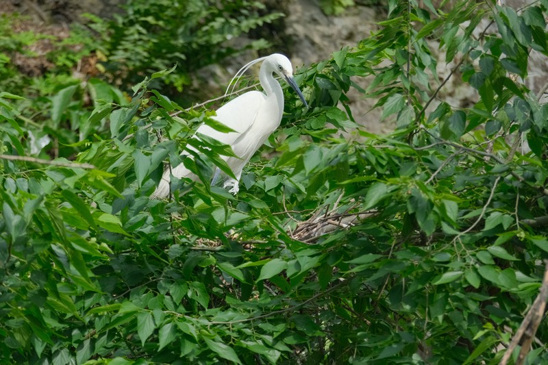 Sound environment attracts rising number of birds to Jianhe, China's Guizhou