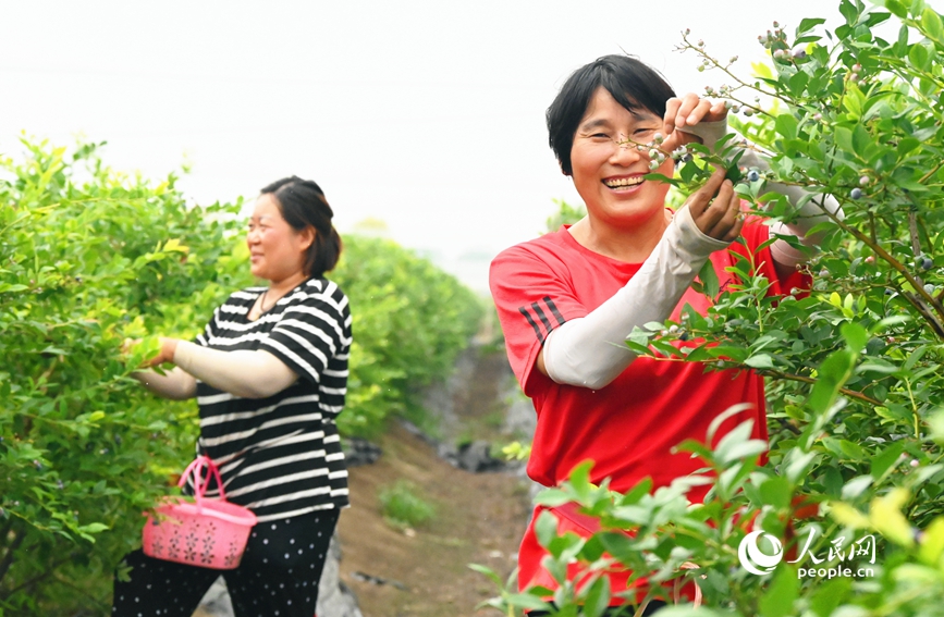 Blueberries sweeten farmers' life in Sheqi county, C China's Henan