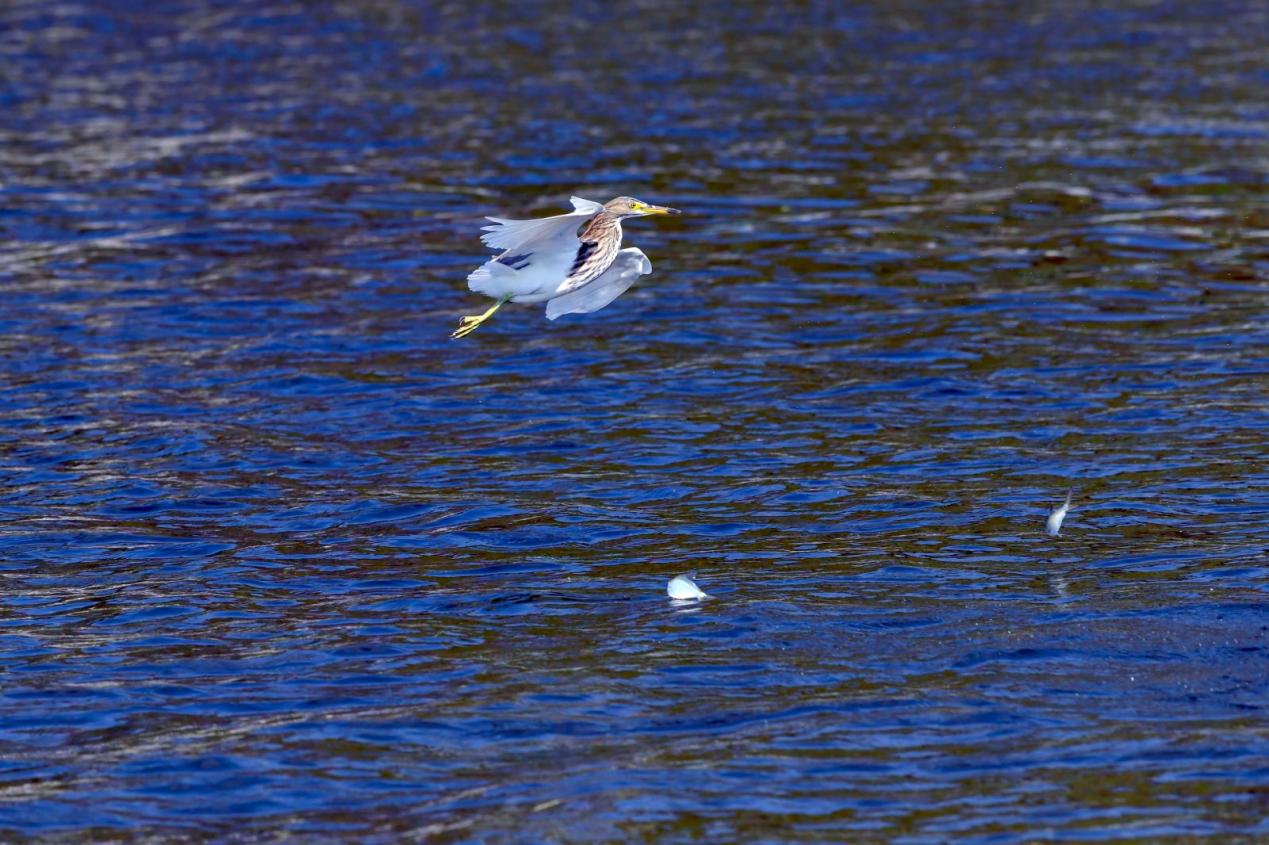水上的鳥已生成極高可信度的說明