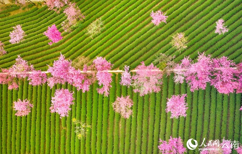 Thousands of cherry blossoms bloom as winter brings spring-like scenery to SW China's Yunnan Province