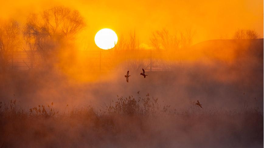 Migratory birds dance gracefully at lake in N China's Inner Mongolia