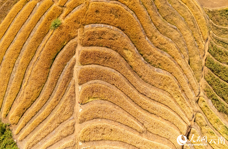 In pics: Winter wheat harvest in Ximeng Wa Autonomous County, SW China's Yunnan