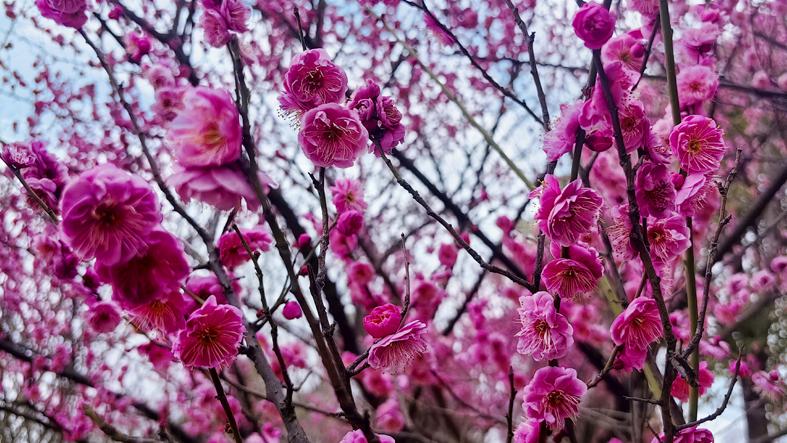 A pink fairy tale: Thousand acres of plum blossoms