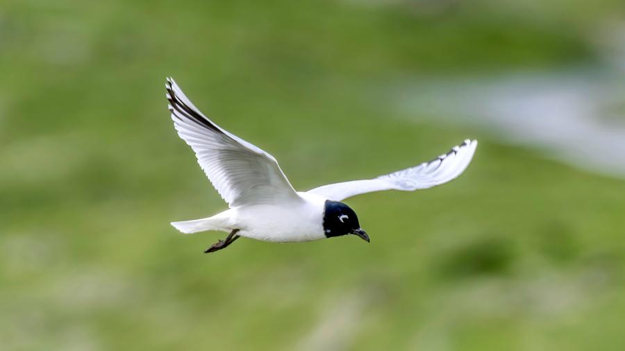 Saunders's gulls gather in Xiamen, SE China's Fujian