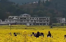 Rapeseed blooms boost tourism in Tongzi county, SW China's Guizhou