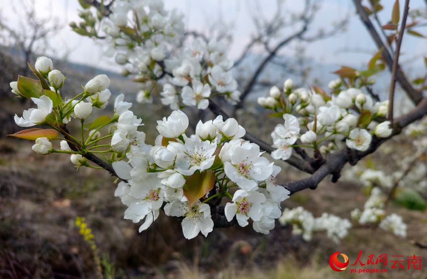 In pics: Pear blossoms paint springtime hues in SW China's Yunnan