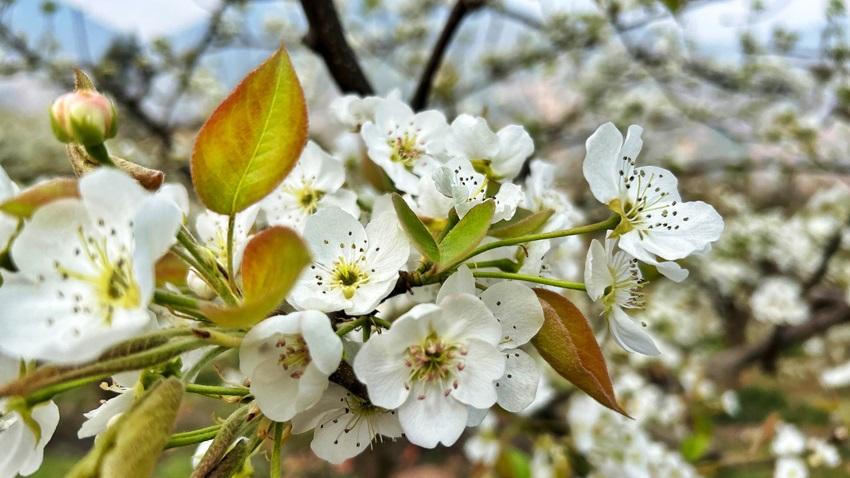 In pics: Pear blossoms paint springtime hues in SW China's Yunnan