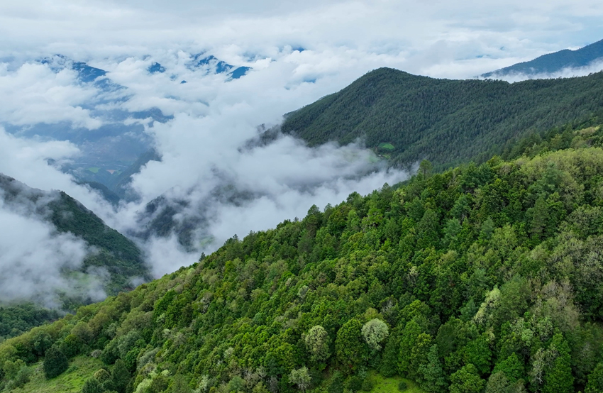Yunnan snub-nosed monkeys flourish in nature reserve in SW China