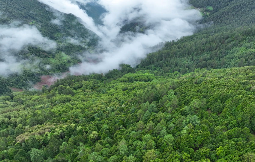 Yunnan snub-nosed monkeys flourish in nature reserve in SW China