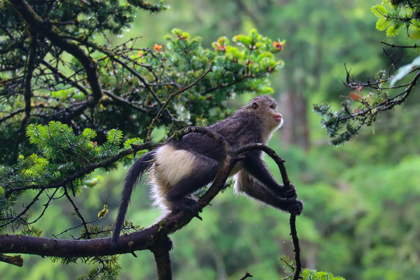 Yunnan snub-nosed monkeys flourish in nature reserve in SW China