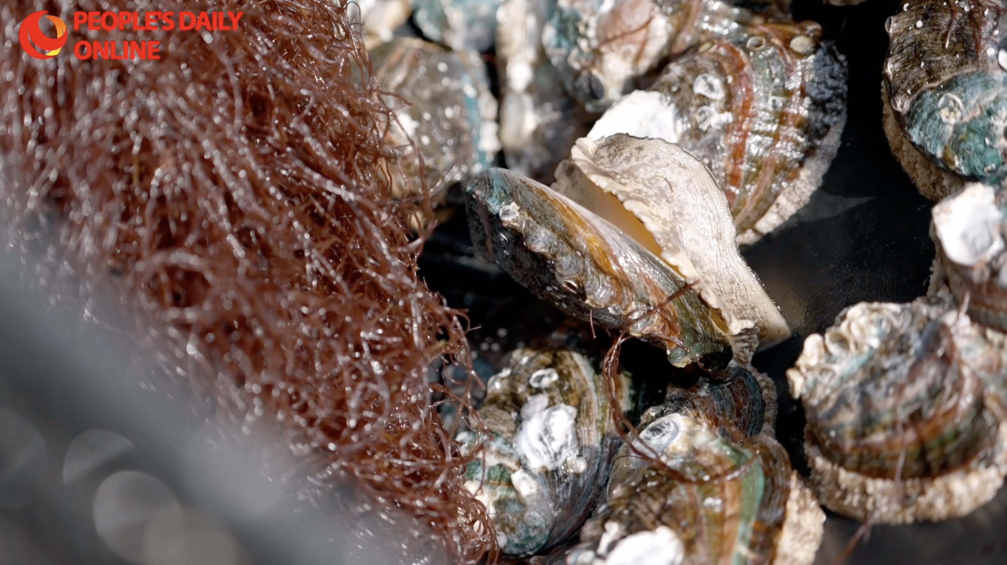 60 pct of China's abalone come from here!