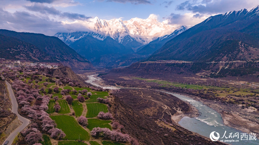In pics: Picturesque scenery of peach blossoms in Nyingchi, SW China's Xizang
