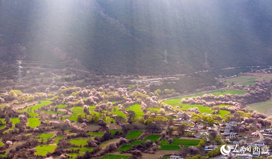 In pics: Picturesque scenery of peach blossoms in Nyingchi, SW China's Xizang