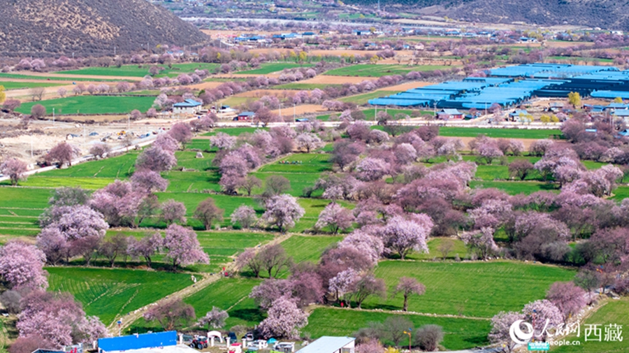 In pics: Picturesque scenery of peach blossoms in Nyingchi, SW China's Xizang